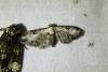 Eupithecia succenturiata